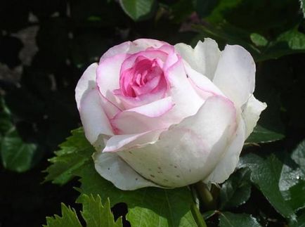 Rosa Dolce Vita képek, a fajta leírását, áttekintésre, kombinálva más növények, videó