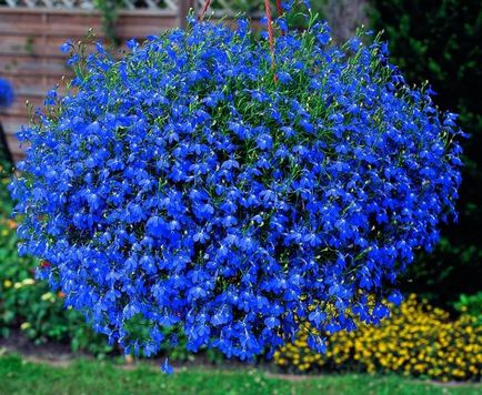 Сад в блакитних тонах