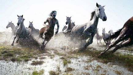 Cele mai interesante animale de zână