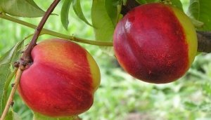 Найкращі поради по догляду за персиком восени