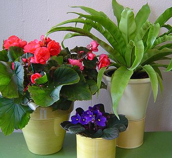 Найкорисніші кімнатні квіти для вашого будинку