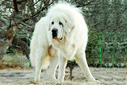 Cea mai rară rasă de fotografii de câine, cele mai rare fotografii de câine din lume, mastifful tibetan chongqin chinook moody