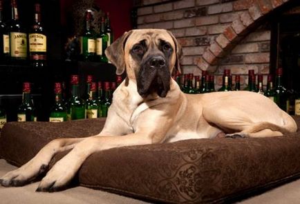 Найрідкісніші породи собак фото, найрідкісніші собаки світі фото, тибетський мастиф Чунцин чинук муді