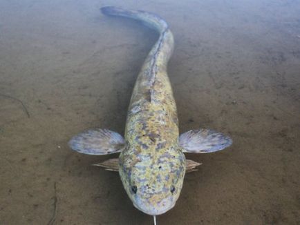 Cel mai mare burbot - fauna sălbatică