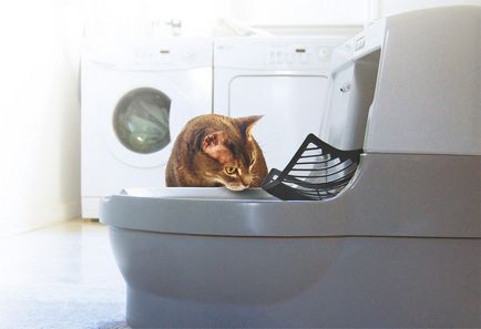 Autocurățarea toaletei pentru principiile de funcționare a pisicilor, dimensiunile și legăturile de prindere 120
