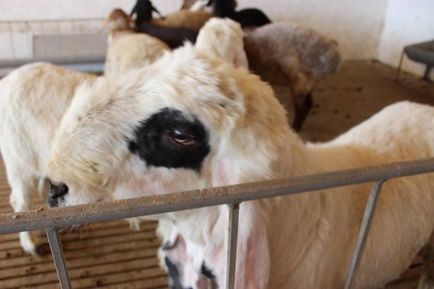 Найдорожчу в світі породу овець розводять в Жамбилська області