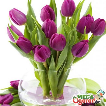 Titkok a tárolási vágott tulipán