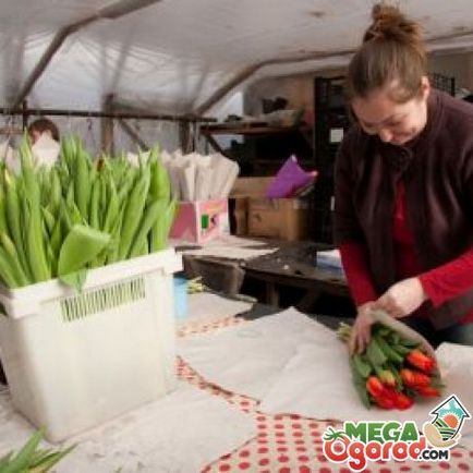 Titkok a tárolási vágott tulipán