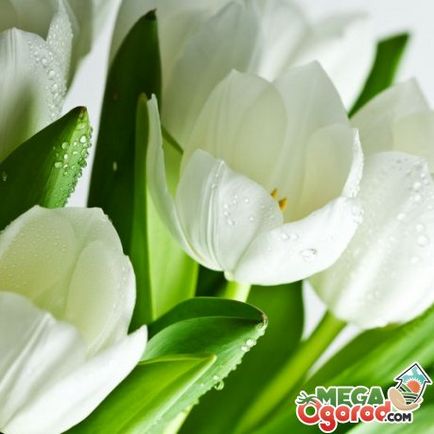 Titkok a tárolási vágott tulipán