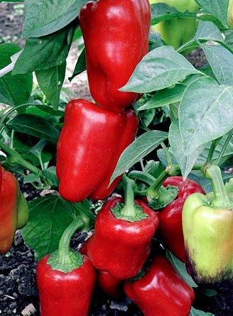 A magokat a legjobb fajta paprika a nyílt terepen