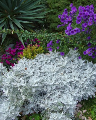 Срібляста палітра саду з багаторічних квітів