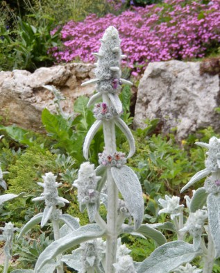 Срібляста палітра саду з багаторічних квітів