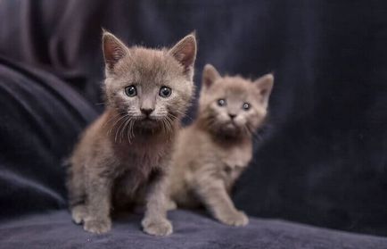 Chartreux - fotografie pisica, natura rasei, descriere, video