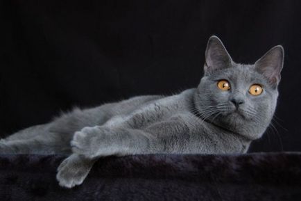 Шартрьоз - снимки котка характер на порода, описание, видео