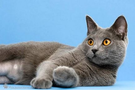 Chartreux - fotografie pisica, natura rasei, descriere, video