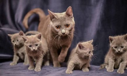 Chartreux - fotografie pisica, natura rasei, descriere, video