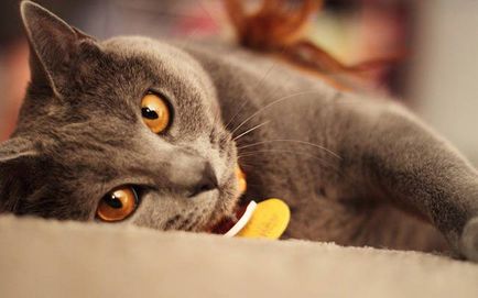 Шартрез - фото кішки, характер породи, опис, відео