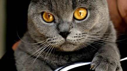 Chartreux - fotografie pisica, natura rasei, descriere, video