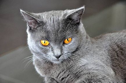 Chartreux - fotografie pisica, natura rasei, descriere, video