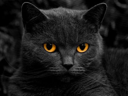 Chartreux - fotografie pisica, natura rasei, descriere, video