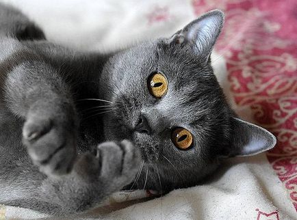 Chartreuse - fotók macska természete a fajta, leírás, videó
