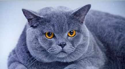 Chartreux - fotografie pisica, natura rasei, descriere, video