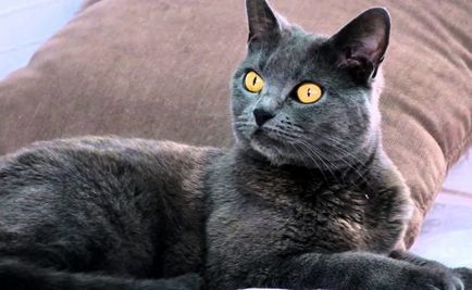 Шартрез - фото кішки, характер породи, опис, відео