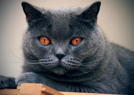 Chartreuse - fotók macska természete a fajta, leírás, videó