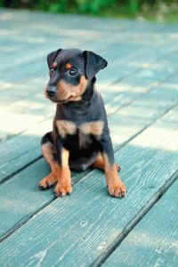 Catelusul Pinscher cade pe picioarele din spate, nu poate rezista