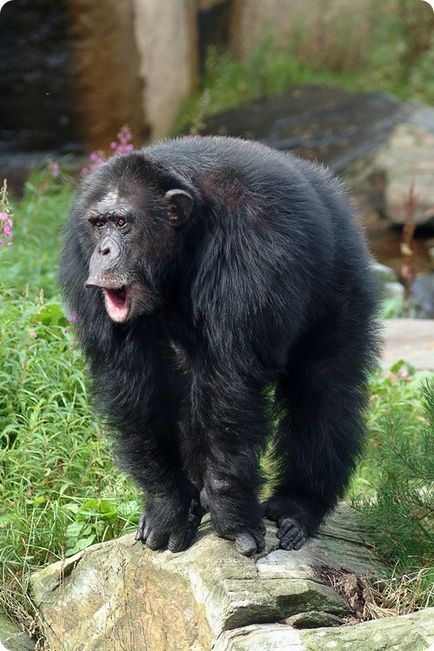 Csimpánz (latin: