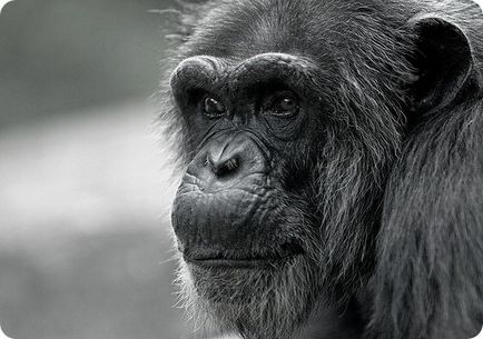 Шимпанзе (лат