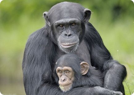 Chimpanzeul (lat