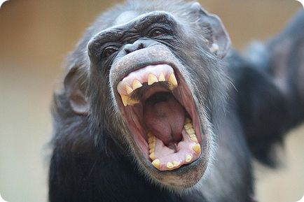 Шимпанзе (лат
