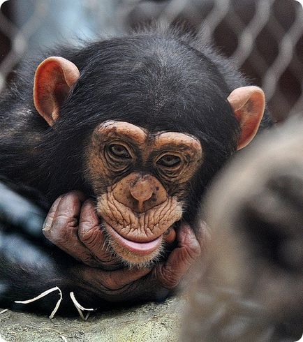 Chimpanzeul (lat