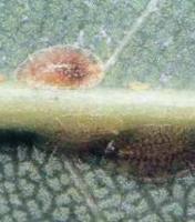 Щитівка (coccidae) і ложнощитовка - все про кімнатні рослини на