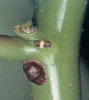 Ecranul (coccidae) și falsificarea - toate despre plantele de interior pe