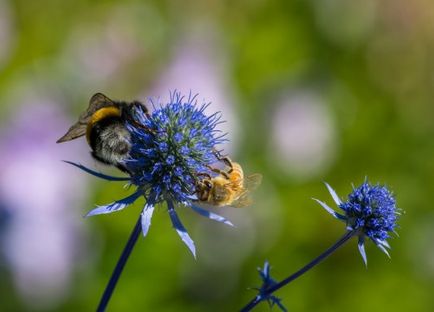 Sineglovnik (eringium) proprietăți utile și contraindicații, fotografie, plantare și îngrijire