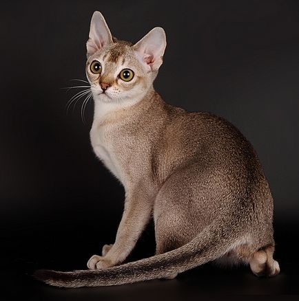 Сінгапуру порода кішок, фото