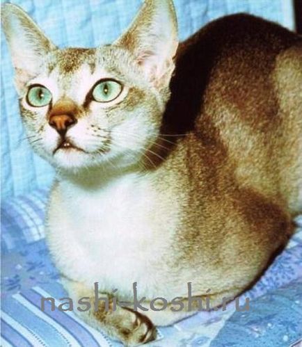 Сінгапурська -самая маленька кішка в світі (фото, кошенята, про породу), все про кішок