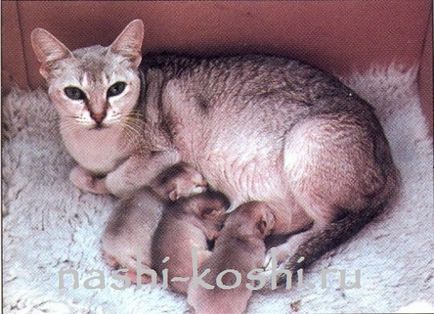 Сінгапурська -самая маленька кішка в світі (фото, кошенята, про породу), все про кішок