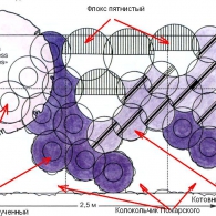 Сині квіти в саду, фото, схеми, садимо сад