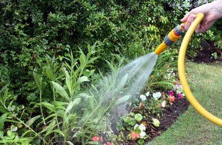 Flori albastre în grădină, fotografii, diagrame, plante o grădină