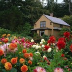 Flori albastre în grădină, fotografii, diagrame, plante o grădină