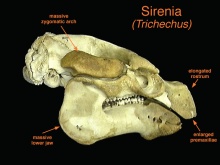 Sirene (mamifere)
