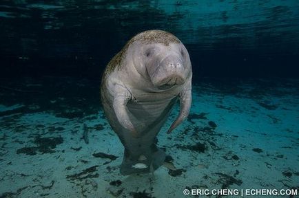 Sirens (Sirenia) - növényevő tengeri emlősök