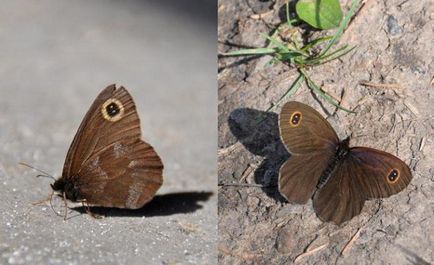 Câți ochi au Cyclops-ul un animal Cyclops (crustacee, insecte)