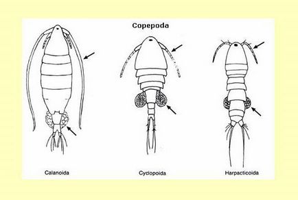 Câți ochi au Cyclops-ul un animal Cyclops (crustacee, insecte)