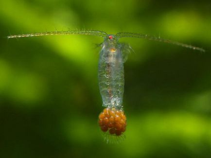 Câți ochi au Cyclops-ul un animal Cyclops (crustacee, insecte)