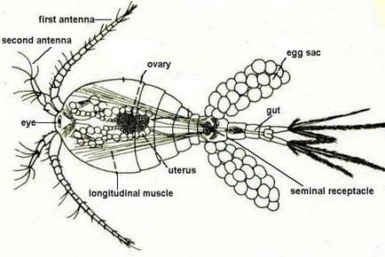 Câți ochi au Cyclops-ul un animal Cyclops (crustacee, insecte)