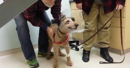 Сліпа собака після операції вперше бачить своїх господарів! Неймовірні емоції